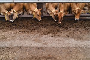 somerset farm wedding